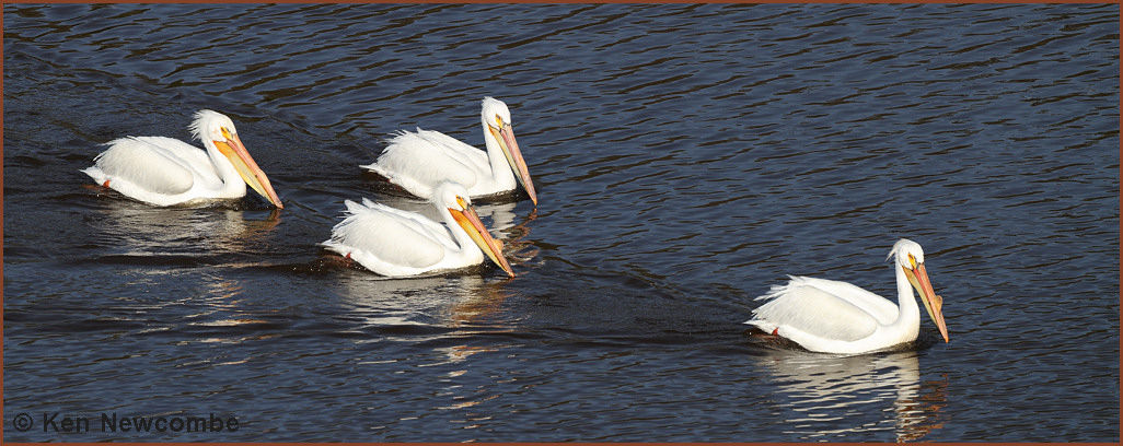 American White Pelicans